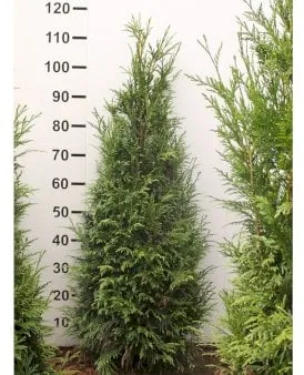 Kæmpethuja